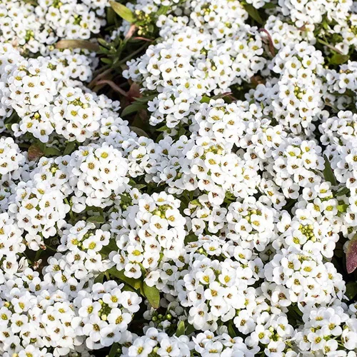 Vista 6 de Outsidepride Semillas de Alyssum dulces perennes – 1 libra de semillas blancas de lobularia marítima para cobertura del suelo, jardines aptos