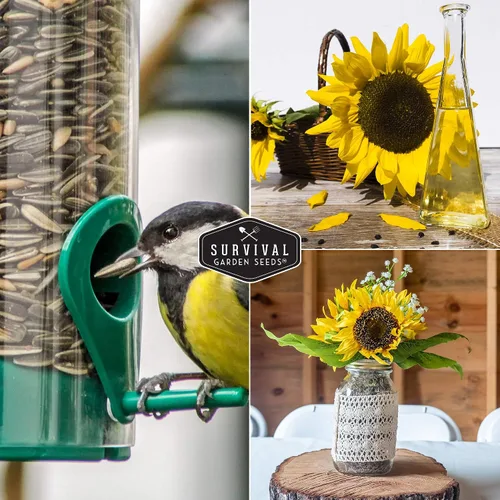 Vista 5 de Paquete de 1 semilla de girasol ruso negro para plantar, paquete con instrucciones para cultivar flores para aceite o alimentación de aves