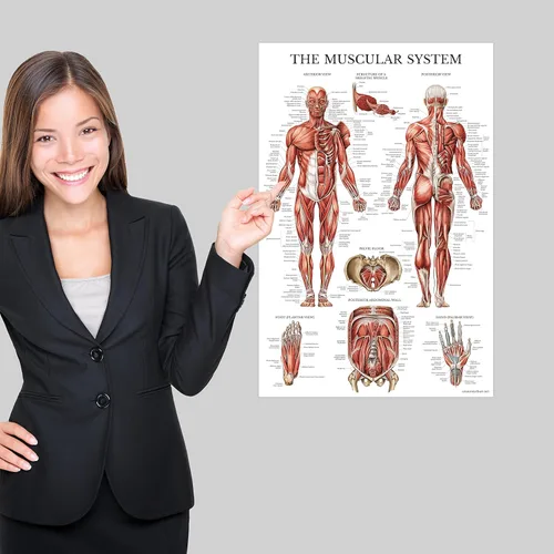 Vista 5 de Palace Learning Paquete de 2 pósteres anatómicos del sistema muscular + tabla de anatomía del sistema linfático