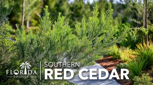 Vista 3 de Árbol de cedro rojo del sur 30 plantas vivas Juniperus virginiana Silicicola Árboles resistentes de hoja perenne de rápido crecimiento