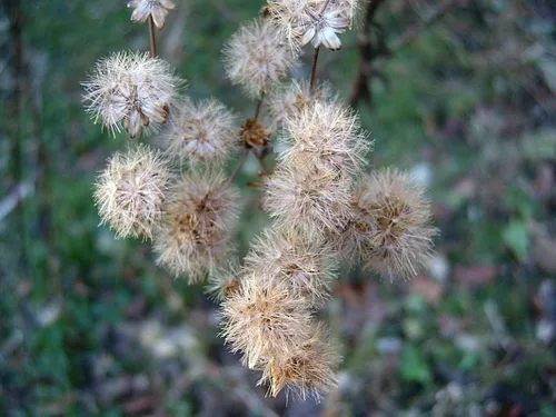 Vista 2 de Semillas de Hierro para Plantar (100 Semillas) Vernonia gigantea