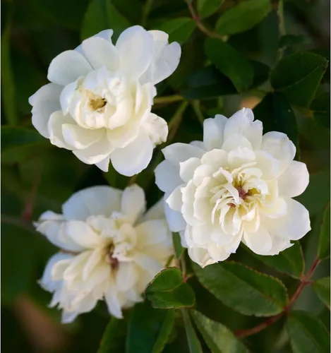 Vista 5 de White Lady Banks Rose - Planta de rosas trepadoras vivas, flores blancas sin espinas, vid perenne resistente para vallas, cenadores y enrejados