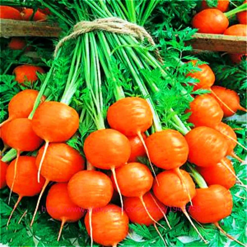 Vista 2 de Zanahoria dulce mercado de París redondo naranja herencia vegetal sin OMG para plantar
