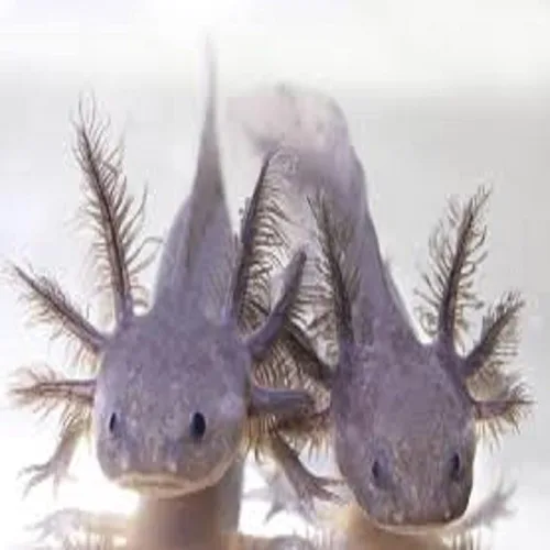 Vista 5 de Axolotl Food, pellets suaves y húmedos de 3/16 pulgadas, pellets de salmón de Rangen para ajolote de tamaño mediano. También camarones, caracoles