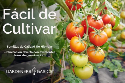 Vista 6 de Gardeners Basics, Semillas de tomate para plantar 16 semillas de tomate reliquia, Tiny Tim, semillas de tomate cherry, semillas de bistec, semillas
