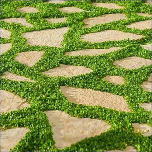 Vista 3 de Semillas de hierba Dichondra Repens - 1 libra