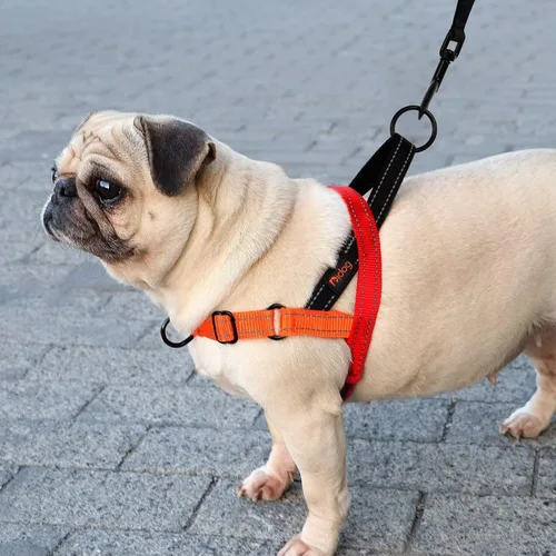 Vista 5 de Didog - Arnés para perros sin tirones con asa acolchada suave, ajustable y ligero, fácil de ajustar para entrenamiento y paseo para perros pequeños