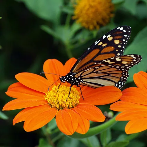 Vista 18 de Eden Brothers Semillas de girasol - Autumn Beauty