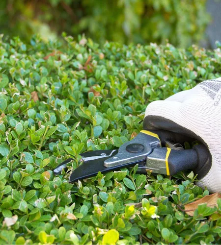 Vista 6 de Tijeras de podar de derivación de 8 pulgadas para jardinería, tijeras de jardín ultra afiladas resistentes con agarre ergonómico antideslizante