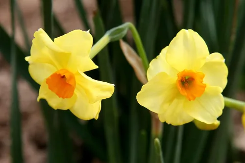 Vista 3 de Narcissus tazetta 'Golden Dawn' / 10 bulbos de narcisos frescos y saludables que producen flores amarillas de flores múltiples en marzo por The