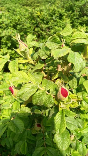 Vista 4 de TooGet Fragante Pétalos de Rosa Naturales, Capullos de Rosa Roja Orgánicos, Flores Secas al Por Mayor, Grado Alimentario Culinario - 4 Onzas
