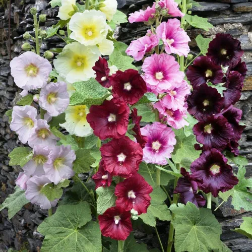Vista 3 de Semillas Hollyhock Spring Double Mix Malva Flores perennes para plantar