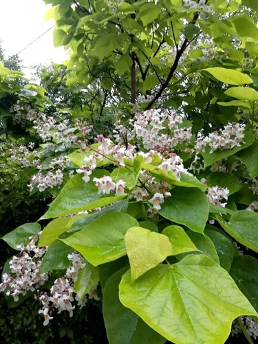 Vista 2 de Indian Bean Tee Árbol de cigarros del sur Catawba Árbol Catalpa Bignonioides 10 Semillas