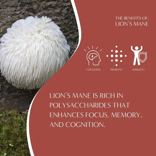 Vista 5 de Teeccino Lion’s Mane Rhodiola Café alternativo de setas adaptogénicas - Rosa - Café de setas herbal con sabor a mane de león y rhodiola, tostado
