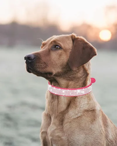 Vista 6 de Collar de perro Petank para perros pequeños, medianos y grandes, collar de perro pequeño para perras, collares de perro para niñas con brillo