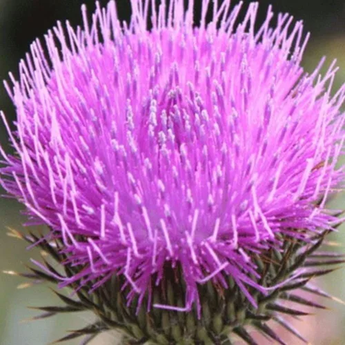 Vista 5 de Cardo Escocés (Onopordon acanthium) - Cultiva ahora o almacena para futuras plantaciones - Cápsula de 30 semillas