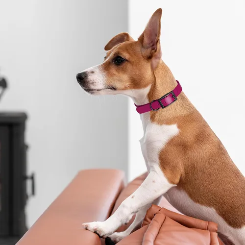 Vista 200 de Dogline Biothane - Collar impermeable para perro con hebilla de liberación rápida, resistente cincha de nailon recubierta con resistente y a prueba