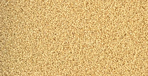 Vista 4 de Semillas orgánicas de grano entero de grano de amaranto sin OMG, crudas, sin OMG, veganas a granel (25 libras)