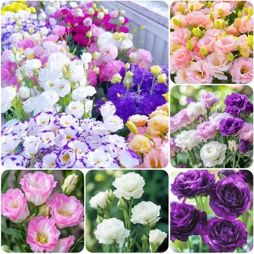 Vista 3 de Más de 1000 semillas mixtas de Lisianthus para plantar, semillas de rosas sin espinas Lisianthus