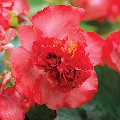 Vista 10 de Park Seed Semillas de begonia rosa Dragon Wing, incluye 10 semillas por paquete Ala de dragón rosa