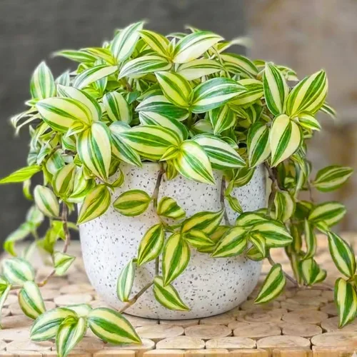 Vista 10 de 2 plantas vivas judías errantes de Tradescantia púrpura