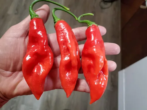 Vista 2 de Pimiento Trinidad Pimento 10+ Semillas