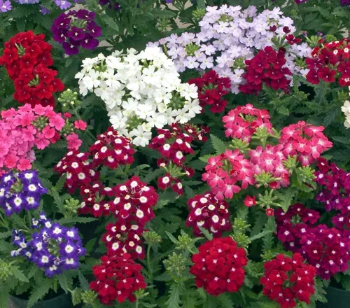 Vista 6 de Verbena Mix Hierba de la Cruz Flores Anuales para Plantar