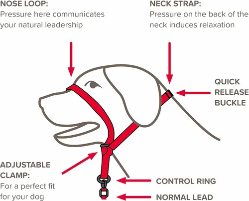 Vista 5 de Beaphar Gentle Leader Collar de cabeza para perros pequeños Deja de tirar de la correa Ayuda de entrenamiento con efecto inmediato Avalado