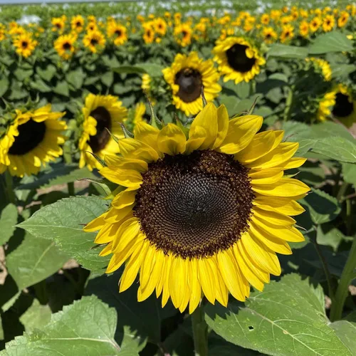 Vista 37 de Eden Brothers Semillas de girasol - Autumn Beauty