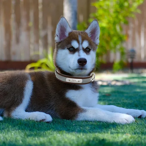 Vista 5 de Collar de perro de cuero reflectante personalizado con forro cálido, collar de perro personalizado con placa de nombre grabada para perros y gatos
