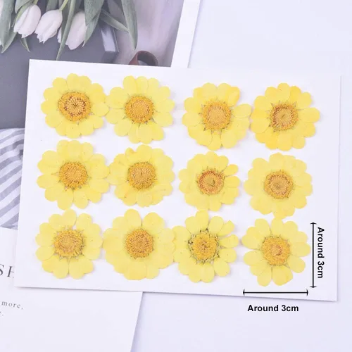 Vista 2 de YouthBro - Juego de 60 flores secas blancas prensadas con margaritas – Juego de 60 flores naturales reales para resina, bricolaje, joyas, velas