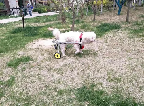 Vista 3 de PAREKS Silla de ruedas para perro totalmente compatible con patas traseras, silla de ruedas para perros pequeños y medianos, soporte de espalda
