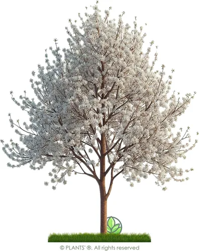 Vista 3 de Pin Cherry Tree Semillas Premium Prunus pensylvanica 'Spring' Plants' (Premium Seeds, 5)