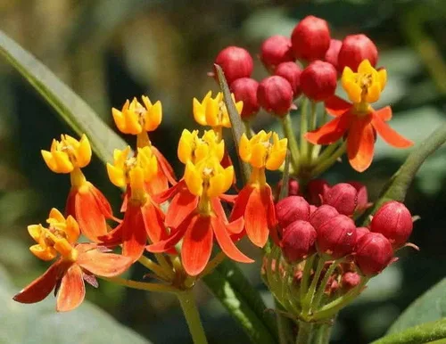 Vista 2 de 100 semillas de flores de algodoncillo mariposa Sunset Bloodflower Asclepias Curassavica - Sin OMG