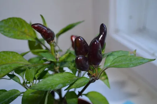 Vista 6 de Pimiento de chile enano Little Blue más de 30 semillas para plantar sin OMG