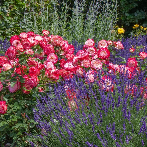 Vista 4 de Cherry Parfait Rose Bush - Planta viva de 1.5 galones, flores blancas rojas fragantes, rosa grandiflora reblooming, raíz propia, zonas 5-10