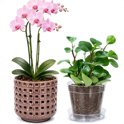 Vista 13 de D'vine Dev Orchid Pot, Clear Pot & Saucer, Smoked White, 6.7 in, 28-A-Y-1 Blanco ahumado
