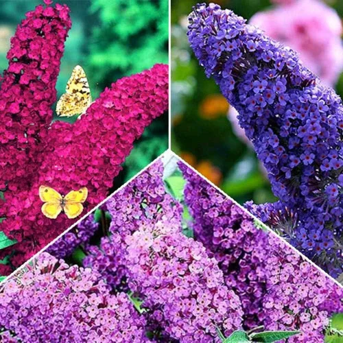 Vista 5 de Semillas Flores Mariposa Arbusto Mix Anual - 1000 Semillas