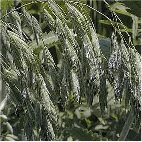 Vista 2 de Everwilde Farms - Semillas de hierba nativa Prairie Brome de 1 onza - Gold Vault