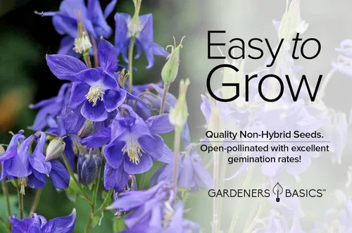 Vista 3 de Gardeners Basics, Blue Columbine Seeds para plantar (Aquilegia Seeds) - Hermosa flor perenne azul para plantar en tu jardín de flores, polinizada