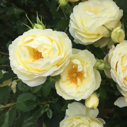 Vista 4 de Heirloom Roses Shrub Rose Bush - Planta amarilla viva Good Ol' Summertime™ para plantar al aire libre