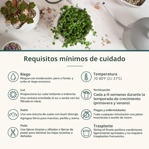 Vista 6 de Shop Succulents String of Pearls - Maceta suculenta de 2 pulgadas, paquete de 12