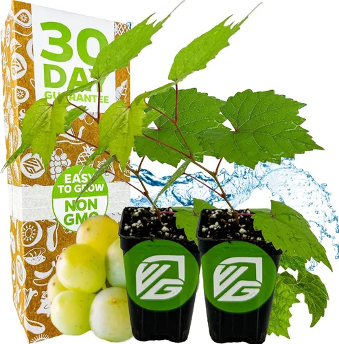 Vista 16 de Alachua Muscadine Grape Vine (paquete de 1) Planta viva por Wellspring