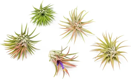 Vista 2 de Plantas Aéreas Ionantha Mexicanas - Los colores y la forma varían debido a la estacionalidad - Plantas Suculentas Tillandsia Vivas para Casa