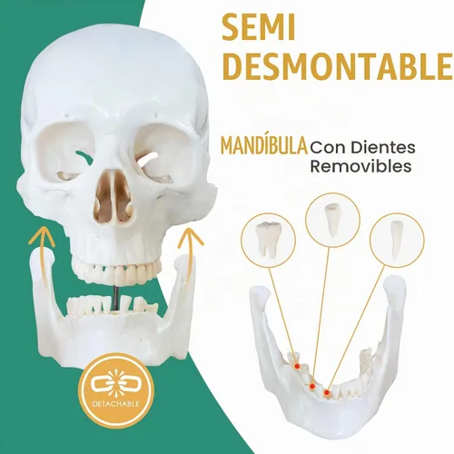 Vista 4 de Houseables Esqueleto humano desarticulado, modelo de esqueleto humano para anatomía, modelo de anatomía, anatómicamente correcto, huesos