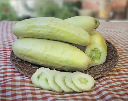 Vista 2 de 40+ Semillas Pepino Ángel - Blanco Vegetal