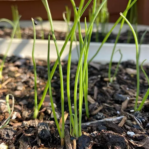 Vista 7 de Seed Needs Semillas de cebolla roja borgoña para plantar reliquia y sin OMG, 1 paquete