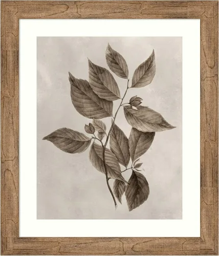 Vista 16 de Amanti Art Lienzo decorativo para pared enmarcado de 24 x 20 pulgadas, muestra de árbol III de Vision Studio, arte de pared de naturaleza