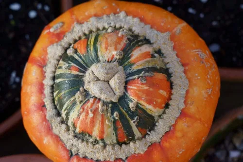 Vista 3 de Semillas de calabaza turbante de Turk's (Cucurbita Maxima 'turbante') – Más de 25 semillas de reliquia sin OMG de Isla's Garden Seeds, calabaza