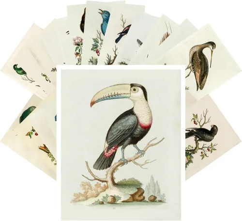 Vista 9 de Pixiluv Postales vintage (24 piezas de 10x15 cm cada una) Ilustración de libro botánico antiguo de colibríes y pájaros pequeños Tarjetas de nota Agua